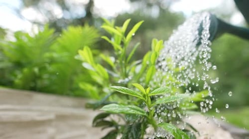 Watering in the Garden 27