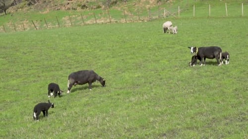Black suffolk sheep and white norwegian sheep and lamb on a filed on a sunny day