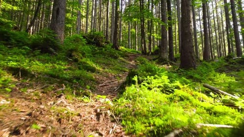 Grüner Frühlingswald Sonnig Magisch Mächtige Bäume in der Morgenzeit Die Sonnenstrahlen gehen durch die