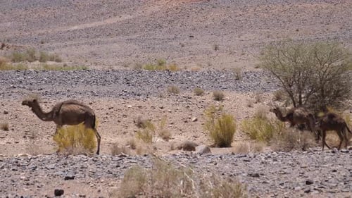 Camels Walking in Arid Desert Landscape