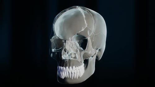 3D Animated Human Skull and Tooth with Glowing Medical Detail