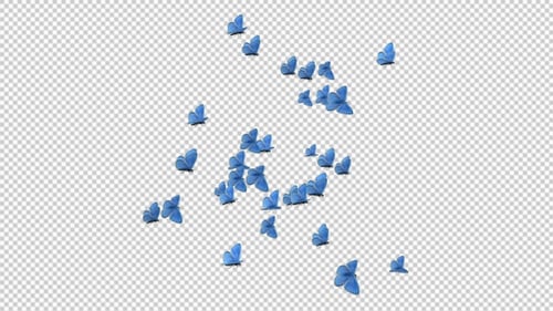 Butterfly Transition - Blue Adonis - Pack of 8
