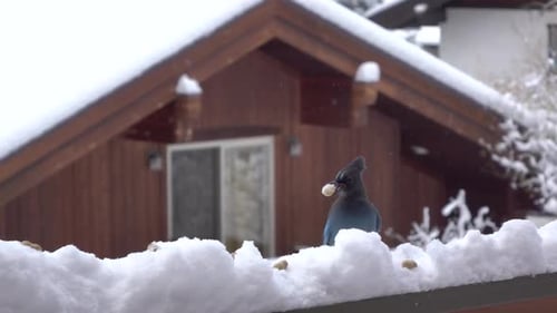 Blue Bird Eating Peanut in Snowy Winter Scene