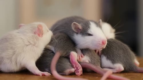 Pile of Adorable Baby Rats Sleeping Together