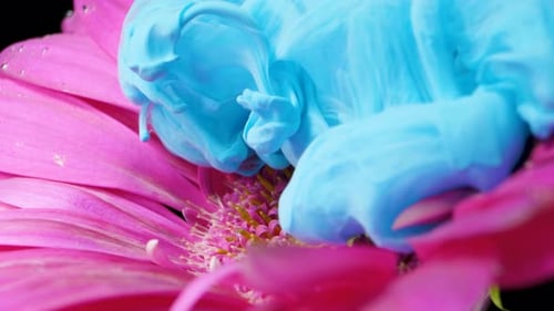 Blue Paint Bloom on Pink Gerbera Daisy Close-up