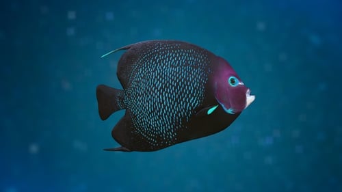 Animated Black Fish Swimming Underwater