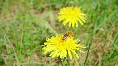 Bee on Dandelion Collecting Pollen on Sunny Day