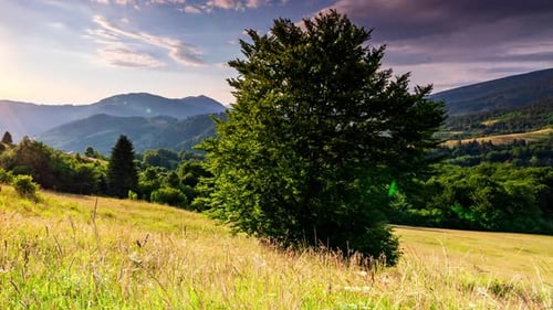 Wonderful Forest and Grassy Meadow at Sunset