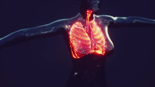 3D Glowing Human Lungs Respiratory System Animation