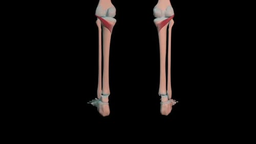Popliteus Muscles Full Roration Loop