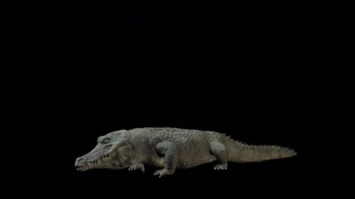 4K Crocodile Bite