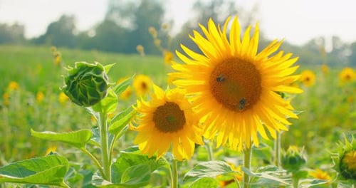 Sunflower Closeup in the Field Background