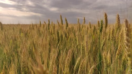 Épillets de blé sur un grand champ par temps nuageux