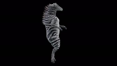 3D Animated Dancing Zebra on Black Screen Loop