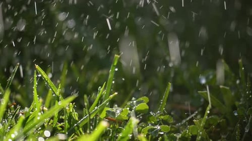Fresh Watered Grass