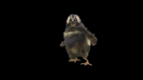 Dancing Fluffy Chick Loop Animation with Alpha Channel