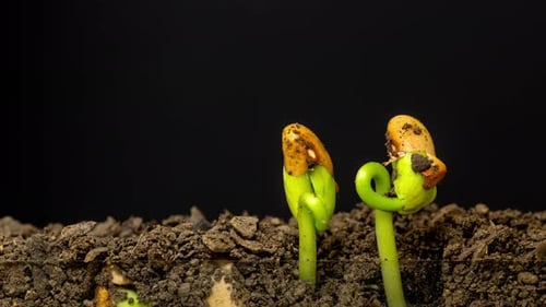 Beans Growing Dolly Timelapse