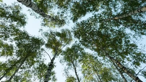Birch Forest Canopy View in Sunny Daylight