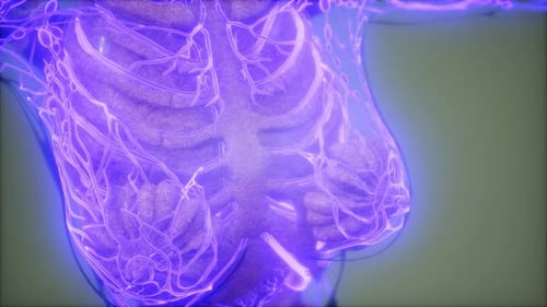3D Rendering of Human Torso Lymphatic System