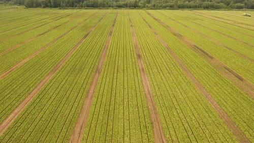 Field with Rows of Salad.
