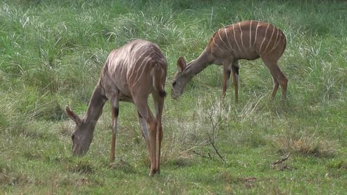 Tiere