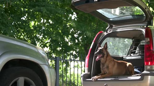El perro está tumbado en el maletero de un equipaje y ladra.