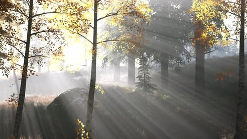 Forêt lumineuse tôt le matin dans les montagnes