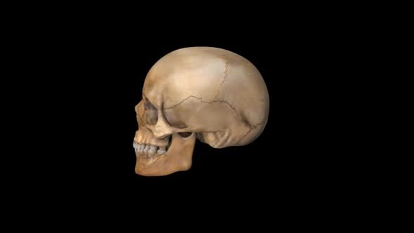 3D Human Skull Rotating Realistic Medical Animation, Elements Motion ...