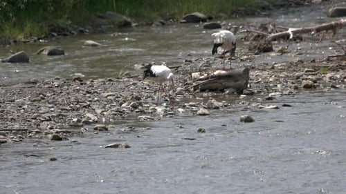 Ein paar Störche auf dem Fluss