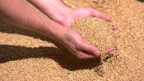 Hands Take Grain.