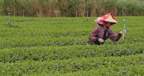 Woman pick green leave in the tea farm