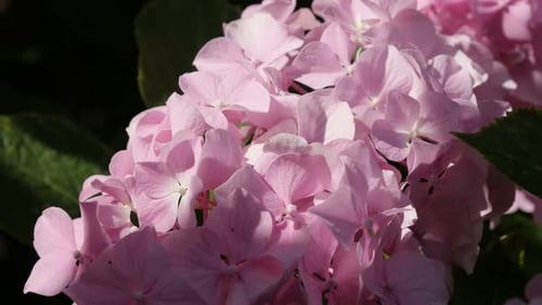 Pink tiny bud petals of Hydrangea macrophylla in the garden 4K 2160p 30fps UltraHD footage - Beautif