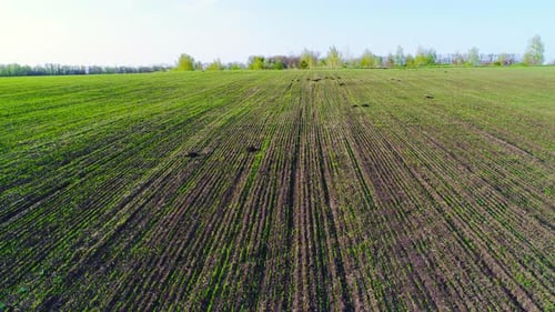 Flight Over a Field with Green Grass