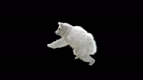 179 Bear Standing Sprint Forward 4K