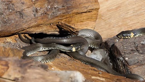 Grass Snakes Slithering Together on Wood in Sunlight