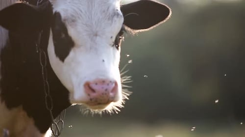 Domestic cow grazing on farm pasture with green grass.