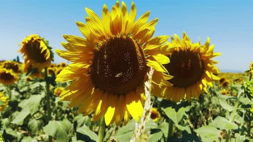 Beautiful Natural Plant Sunflower In Sunflower Field In Sunny Day 57