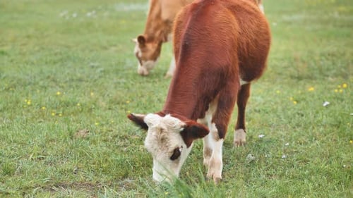 Cows Grazing in a Green Field
