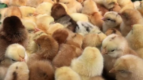 Lots of Little Chicks in a Box at the Agricultural Farm Video