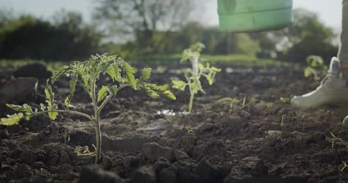 A Farmer Watering a Newly Planted Tomato Seedling in a Field