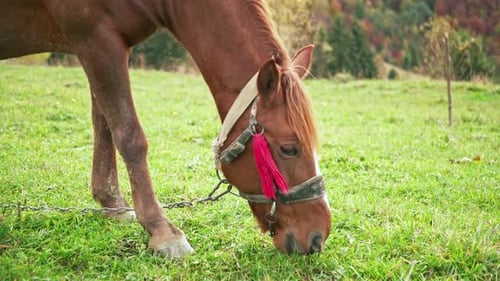 A Graceful Horse Eats Grass Enjoying the Warm Autumn Sun in the Carpathian Mountains in Ukraine