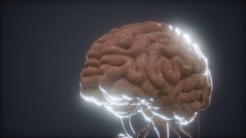 3D Rotating Human Brain with Glowing Activity