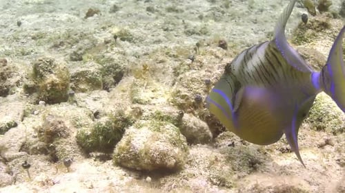 Underwater Snorkeling in Mexico