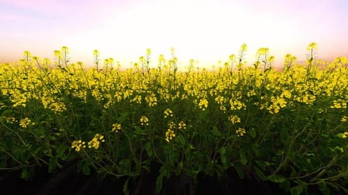 Rapssaat-Feld