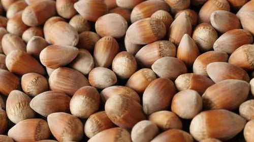 Panning over whole organic hazelnuts on the table close-up 4K 2160p 30fps UHD footage - Heap of Cor
