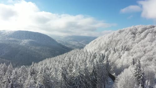 Snowy Forest Landscape Aerial View in Winter