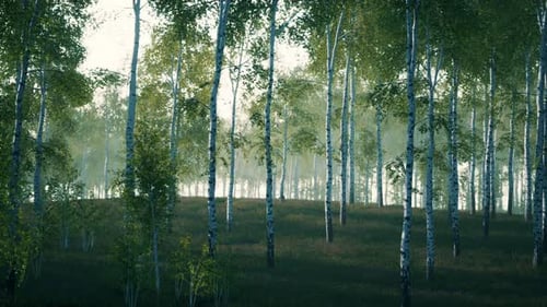 Birch Grove By a Sunny Day