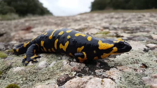 Pregnant European Fire Salamander in The Sant Llorenç Del Munt Natural Park