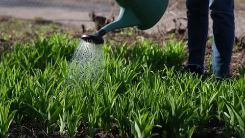 Take Care of Garden Close Up View of Gardener Watering Garden Bed