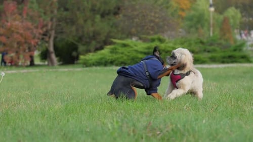 Playful Dogs Frolicking in the Park